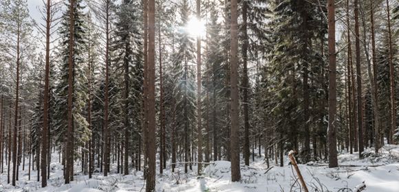 Metsaboard sfeerbeeld bos sneeuw