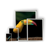 Coala Posterframe – Wandframe voor Posters en Grafische Presentaties